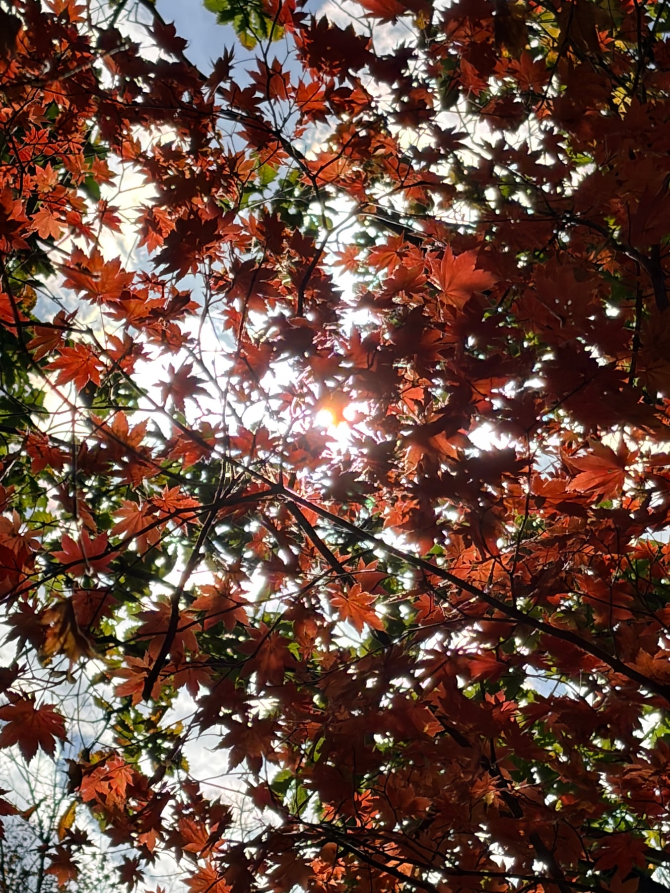 光落在红叶上