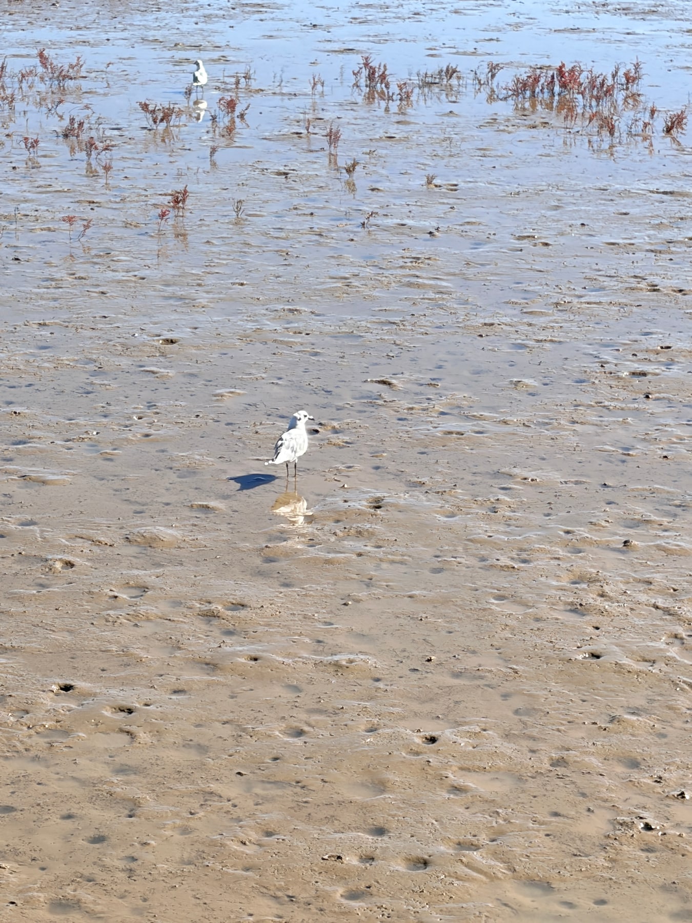 鸟站在浅浅的滩涂水中，水里映出倒影